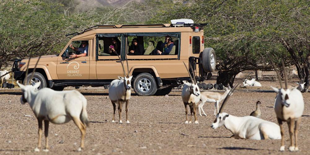 Arabian oryx and gazelle grazing in the Arabian Wildlife Park on Sir Bani Yas