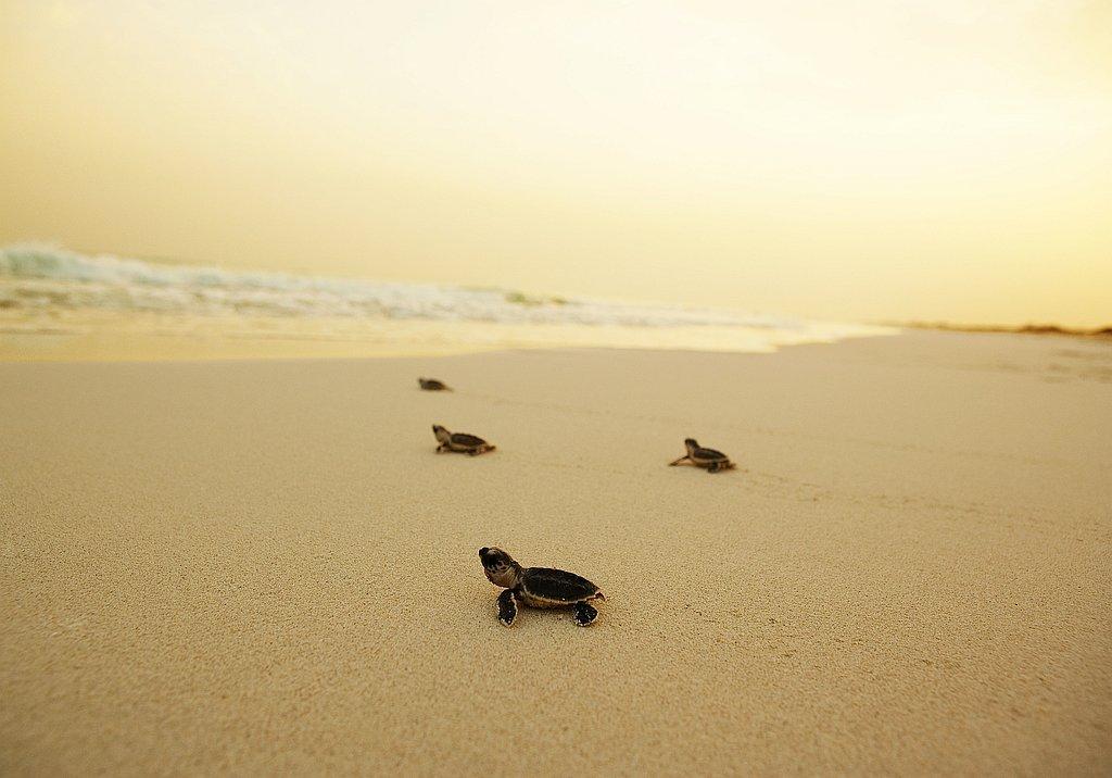 The protected hawksbill turtle nesting beach on Saadiyat's eastern shore