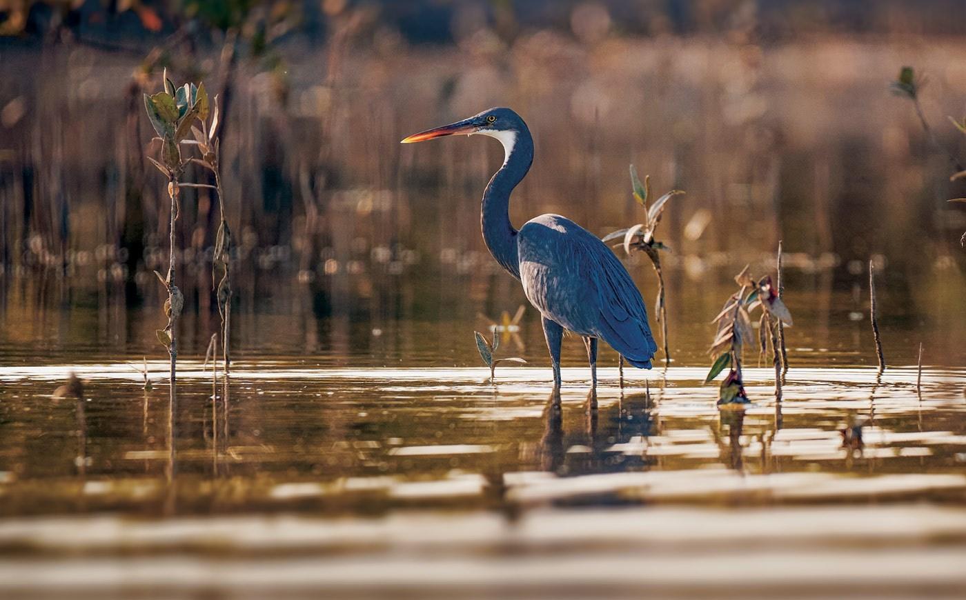 Herons feeding in the shallows of the mangrove forest