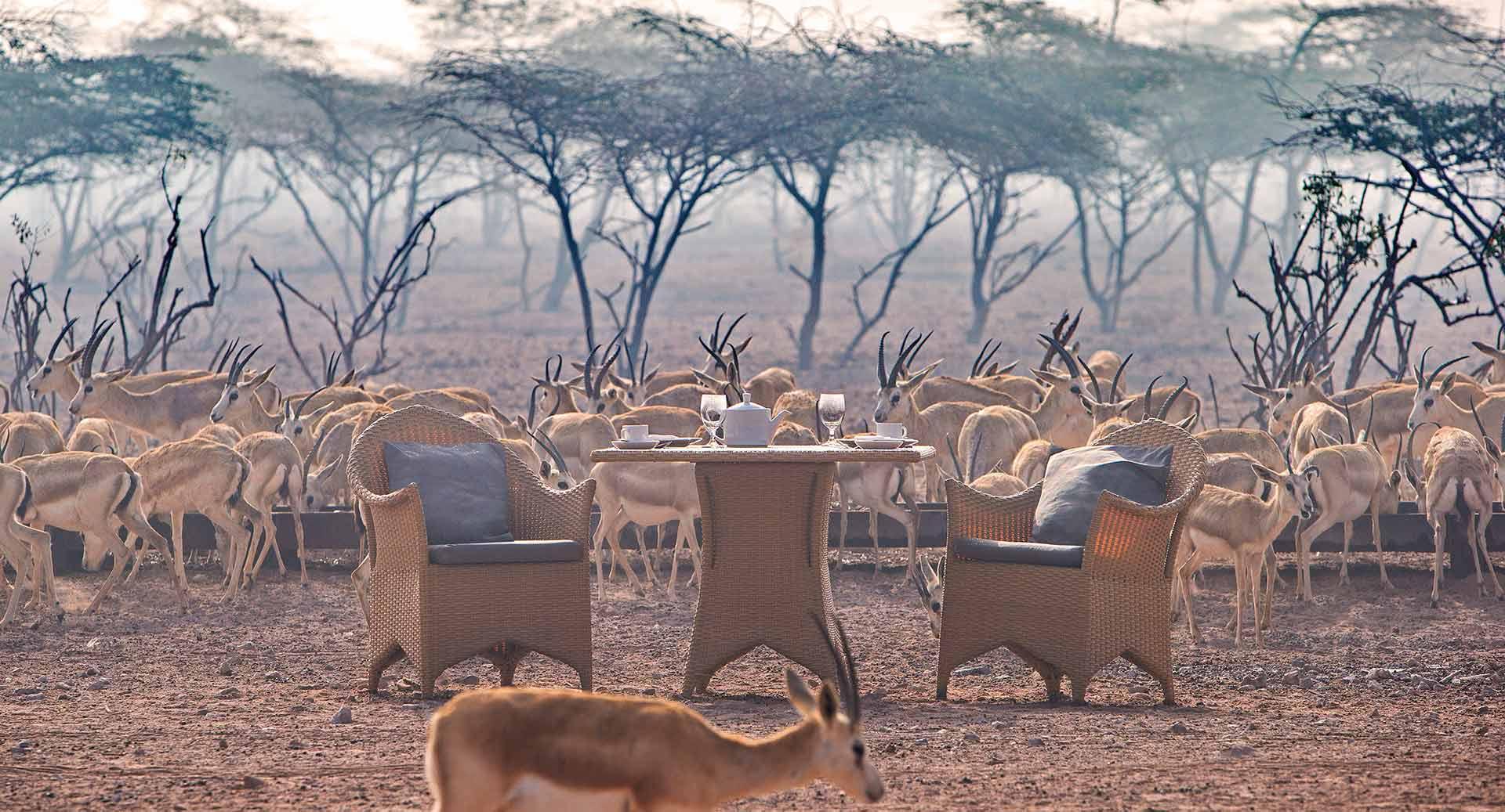 Gazelles and wildlife beside Savannah Grill at Anantara Sir Bani Yas
