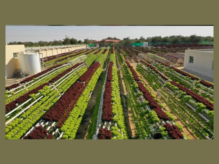 UAE ramps up drive to take national products into global markets