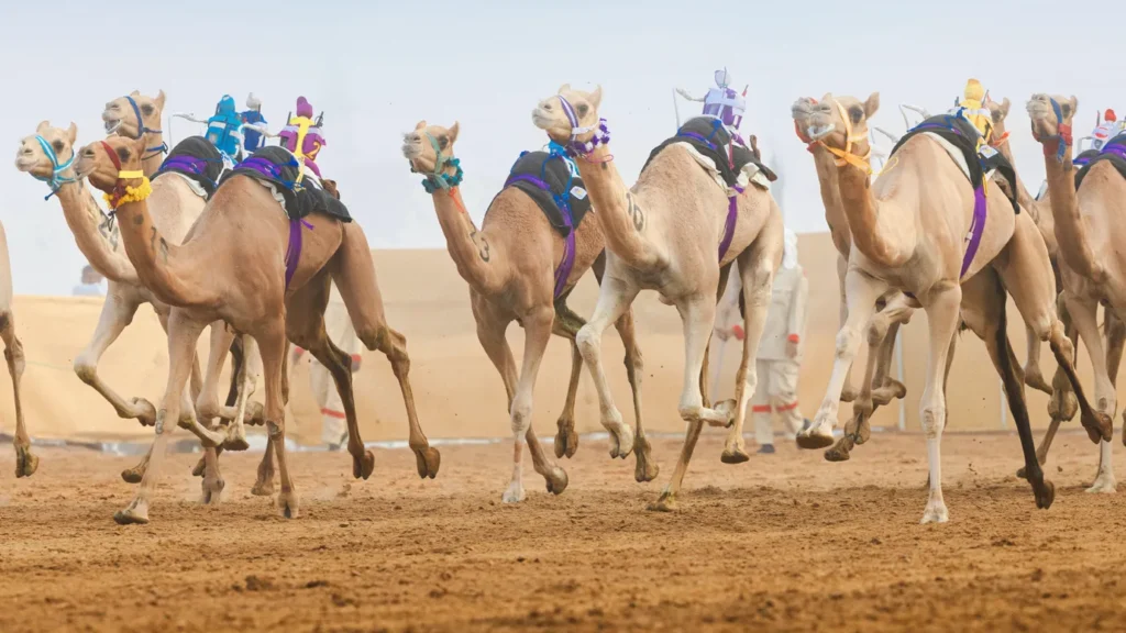 Al Ain Camel Racing Festival Returns for Spectacular Final Rounds