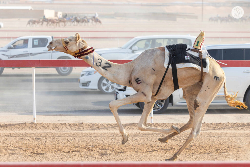 Al Ain Camel Racing Festival Concludes with Triumphant Final Day Competitions