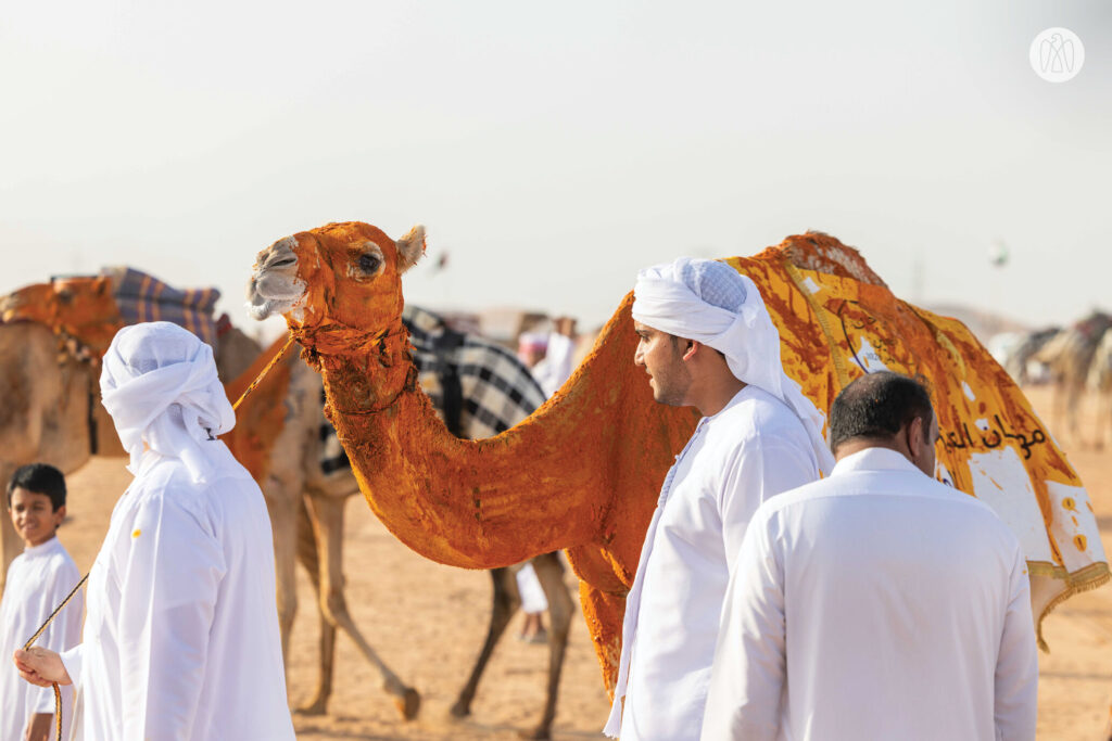 Al Ain Camel Racing Festival Concludes with Triumphant Final Day Competitions