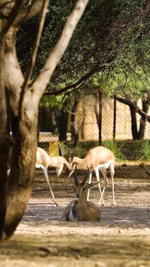 Anantara Sir Bani Yas Island Al Sahel Villa Resort