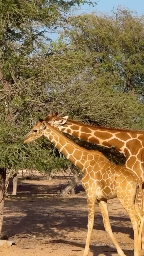 Anantara Sir Bani Yas Island Al Sahel Villa Resort