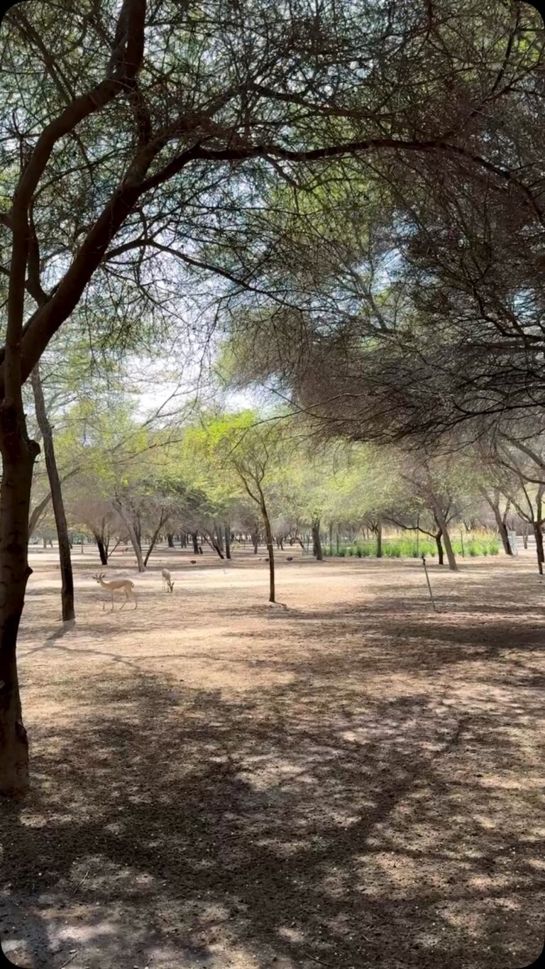 Anantara Sir Bani Yas Island Al Sahel Villa Resort