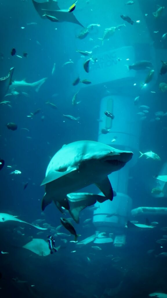 SeaWorld Yas Island