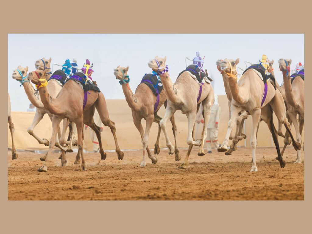 Al Ain Camel Racing Festival Returns with Grand Finals in October