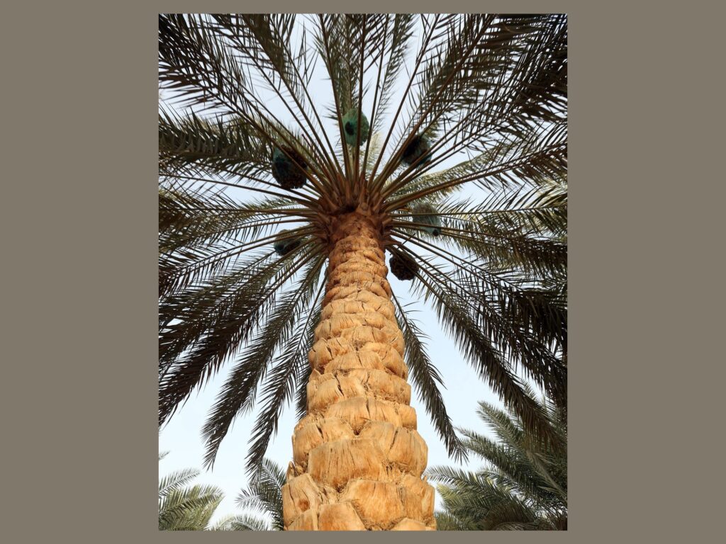 UAE Date Palm Cultivation Flourishes Across China's Diverse Regions
