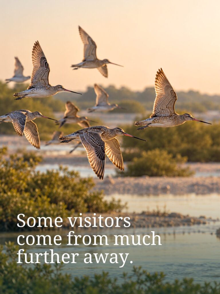 Jubail Island: A Sanctuary on the Migratory Path