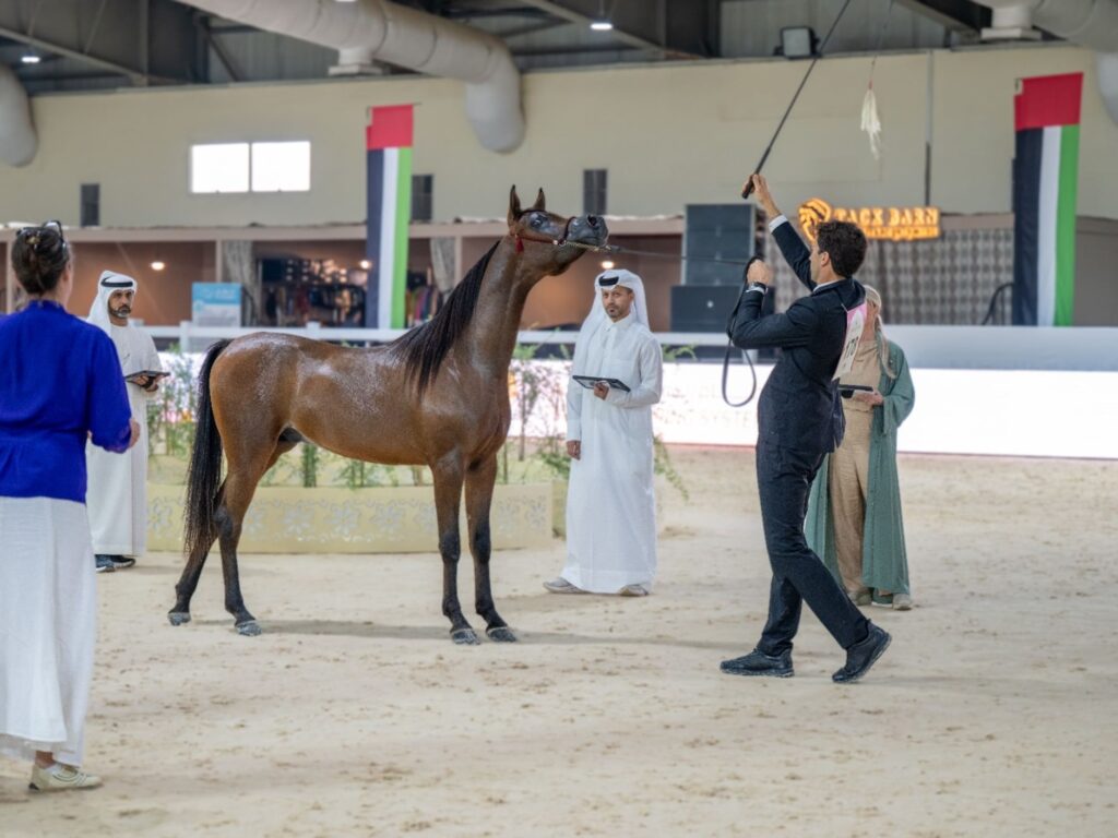 The Emirates Arabian Horse Society crowns its champions across six disciplines
