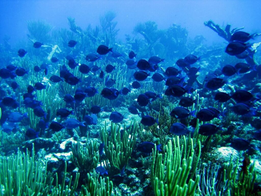 NYU Abu Dhabi Research Reveals How Pacific Climate Patterns Reshape Global Ocean Oxygen Levels