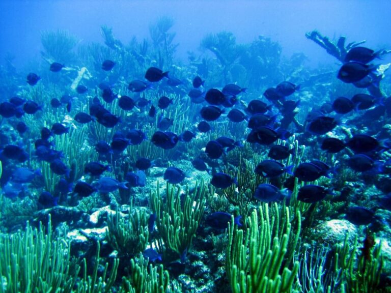 NYU Abu Dhabi Research Reveals How Pacific Climate Patterns Reshape Global Ocean Oxygen Levels