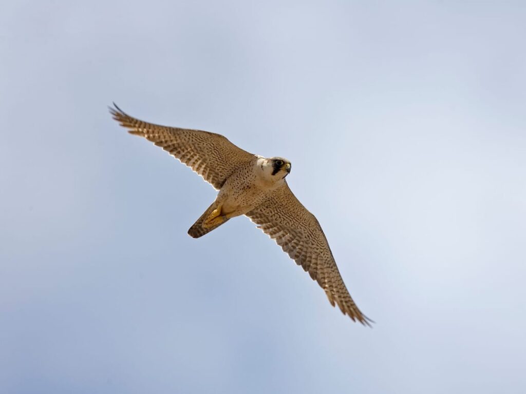 Environment Agency Abu Dhabi Opens 2026–2027 Falconry Season